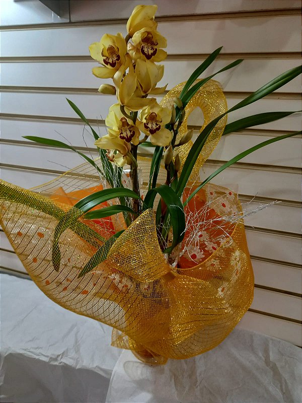 ORQUÍDEA