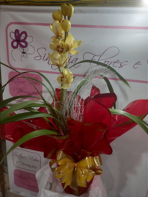 Vaso plantado