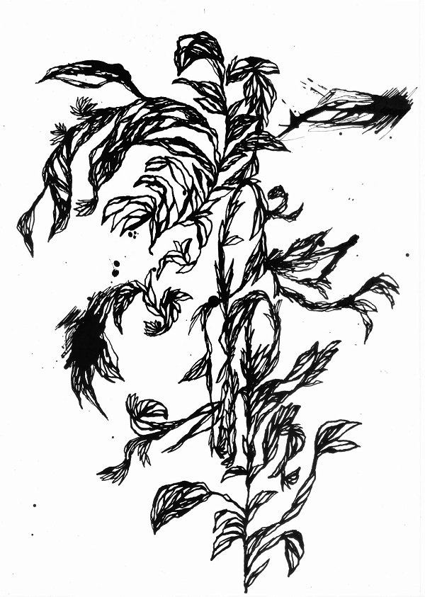 Série 'Que então floresça terra onde já não brota flor'