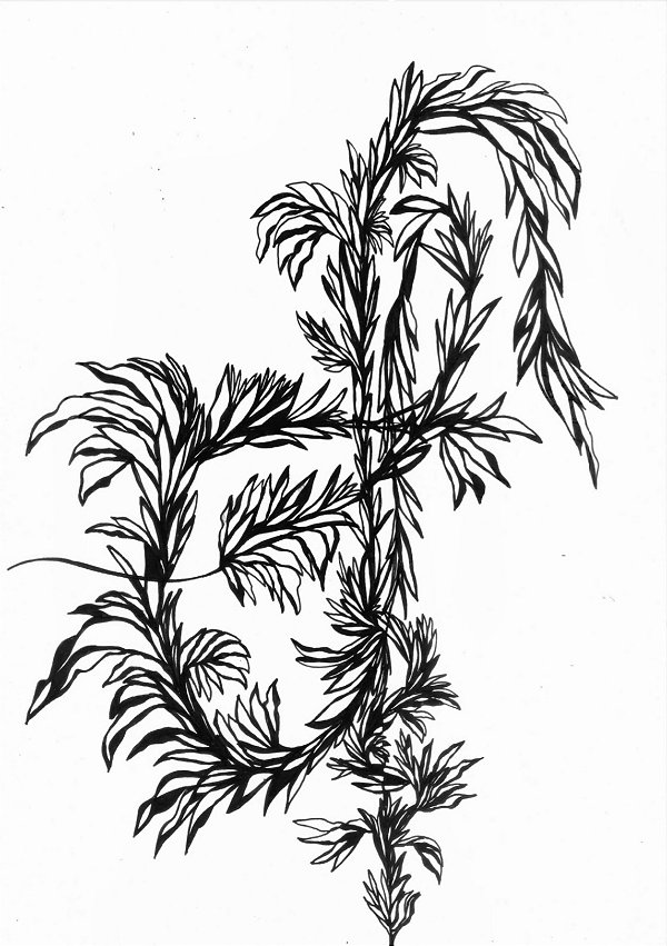 Série 'Que então floresça terra onde já não brota flor'