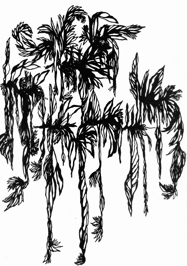 Série 'Que então floresça terra onde já não brota flor'