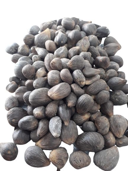 FAVA IKIN AFRICANO