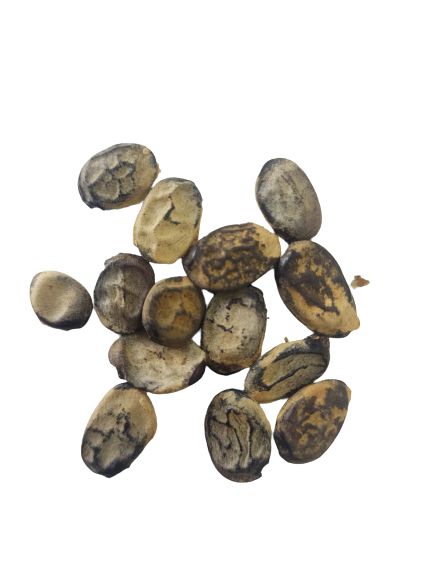 FAVA IMBURANA UNID