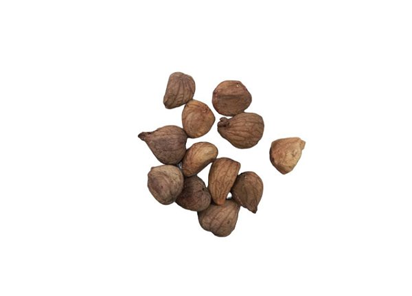 FAVA CHAMA FREGUES UNID