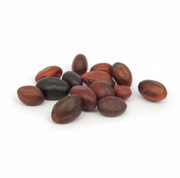 FAVA DE OGUM UNID