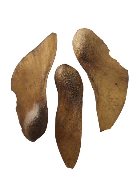 FAVA TEMPO UNID
