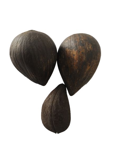 FAVA SAO CIPRIANO UNID