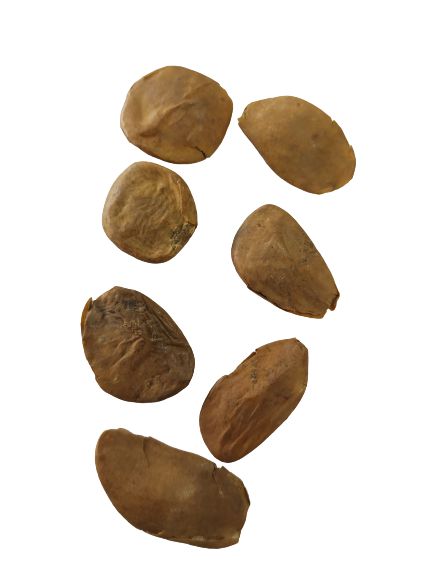 FAVA ABERE DA OXUM UNID
