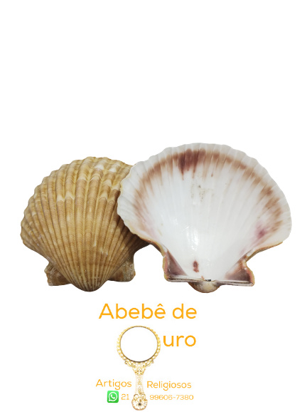 CONCHA SHELL NORMAL