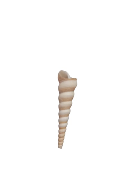 CONCHA OKOTO FINO