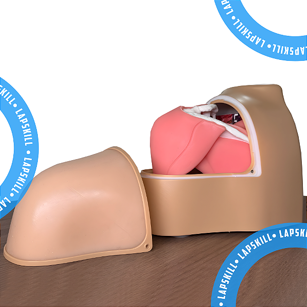 Ombro Anatômico para Treinamento Artroscopia – Treinamento Realista para Cirurgias Ortopédicas