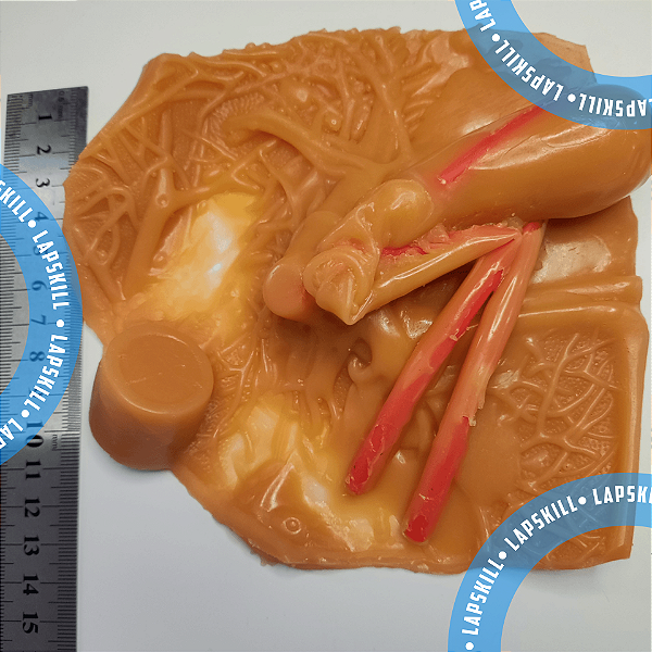 Módulo silicone - treinamento realista videolaparoscopia vesícula biliar