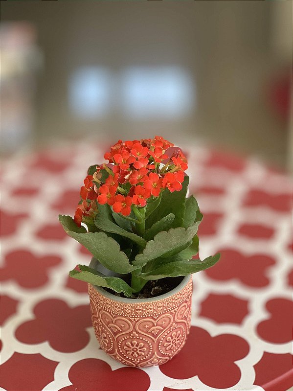 Mini Vaso Rose