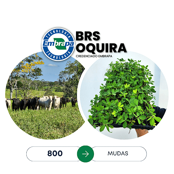 800 mudas Brs Oquira