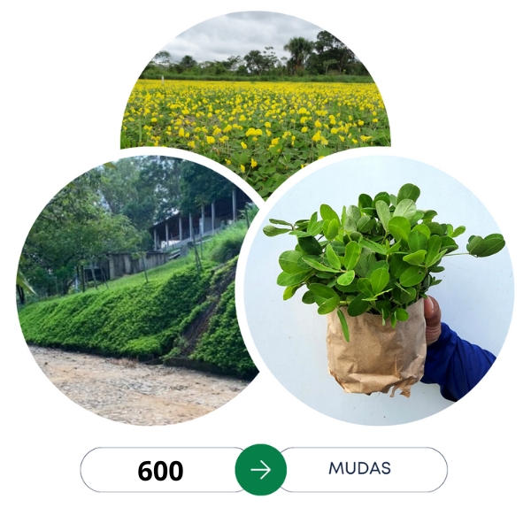 600 Mudas de Grama Amendoim Forrageiro Enraizadas Embrapa