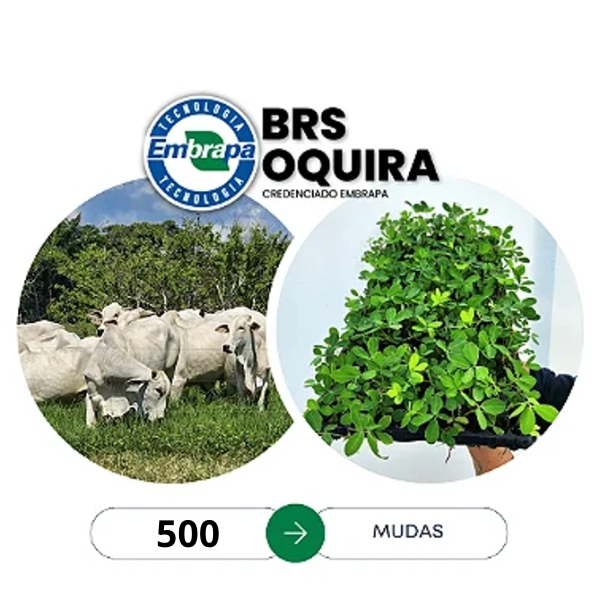 500 mudas Brs Oquira
