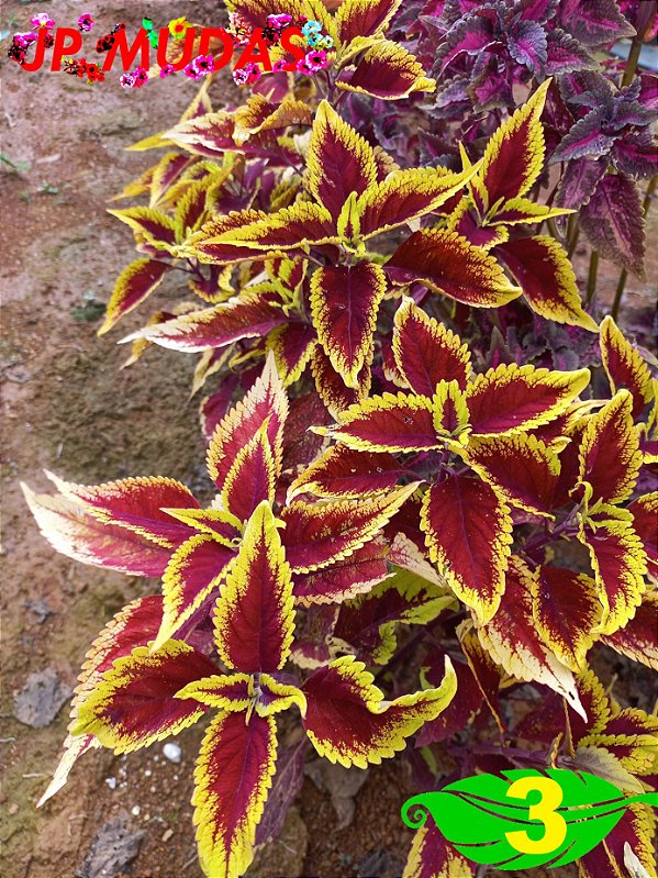 Coleus 3