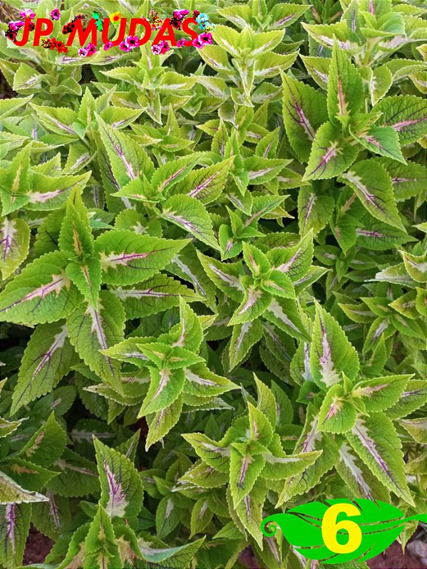 Coleus 6