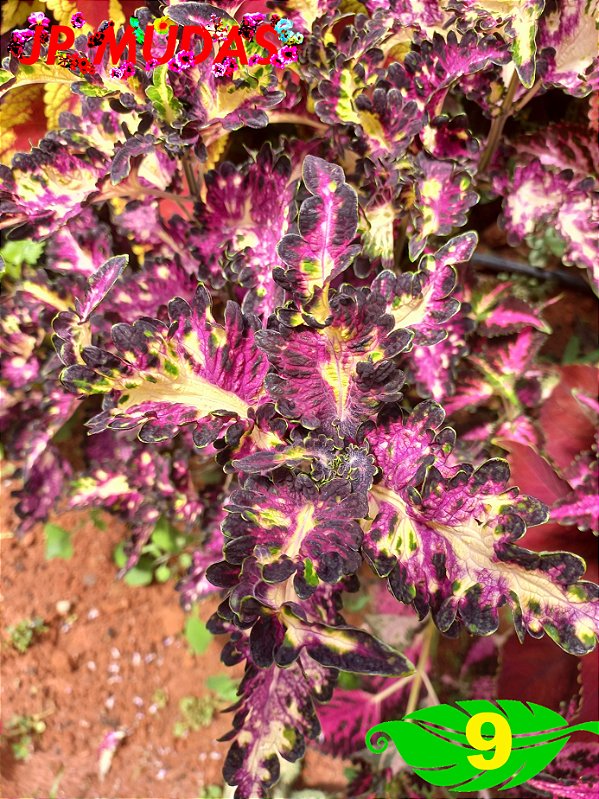 Coleus 9