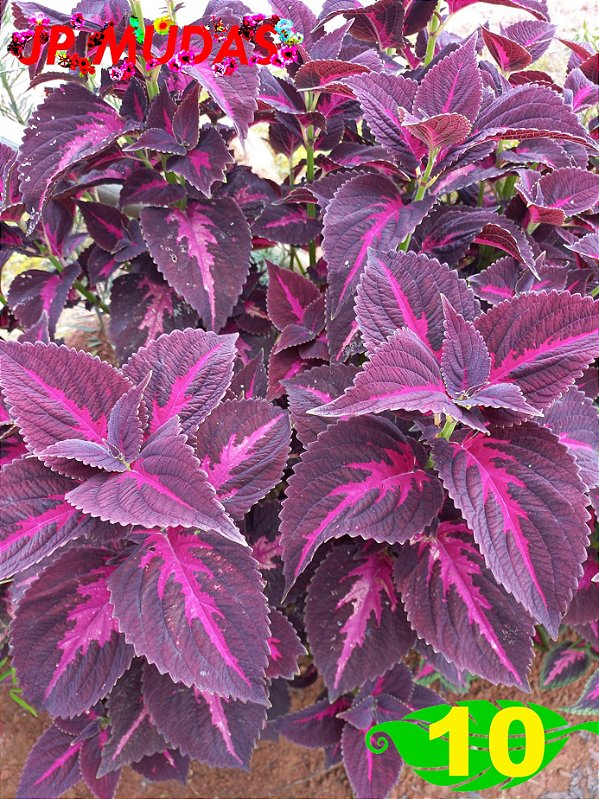 Coleus 10