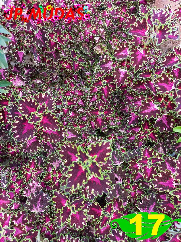 Coleus 17