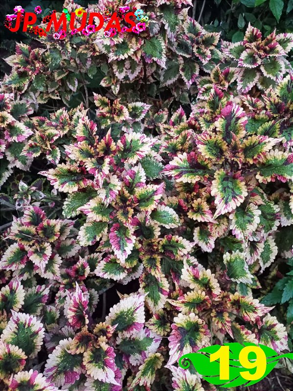 Coleus 19