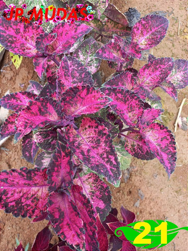 Coleus 21