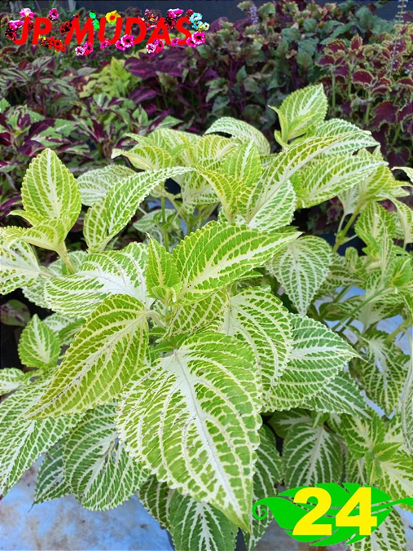 Coleus 24