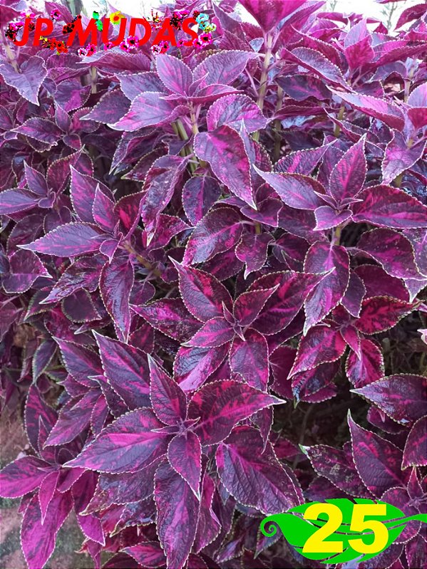 Coleus 25