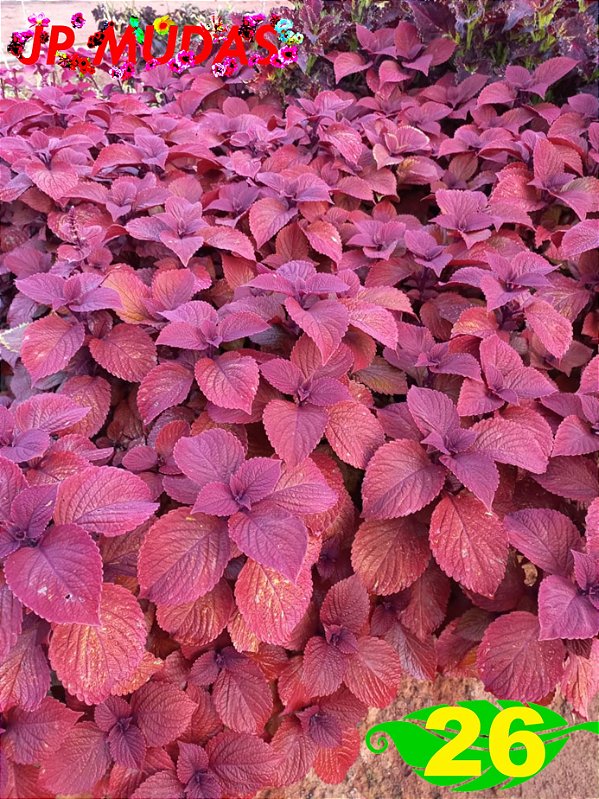 Coleus 26