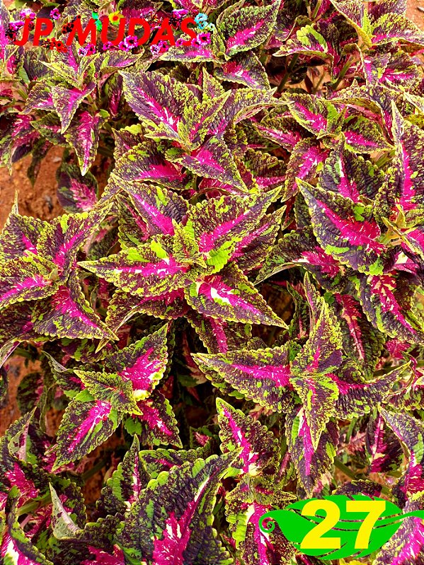 Coleus 27