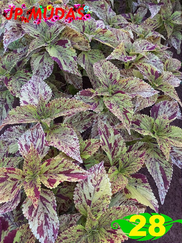 Coleus 28