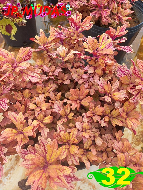 Coleus 32