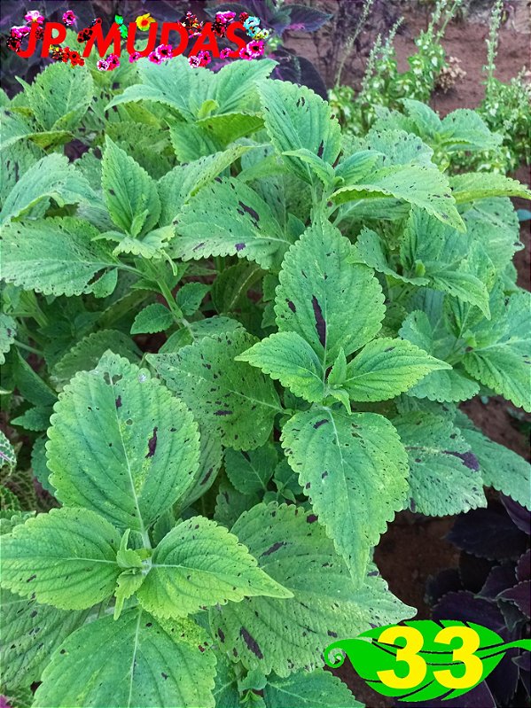 Coleus 33