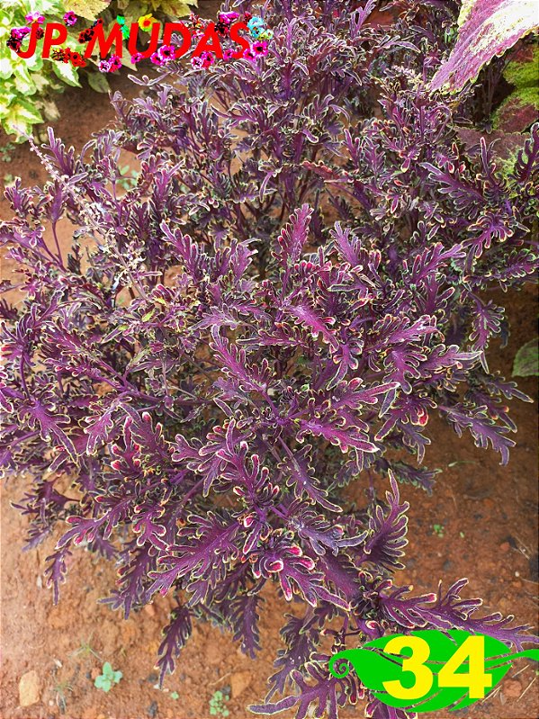 Coleus 34
