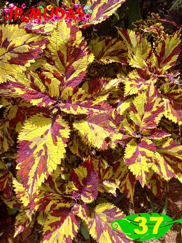 Coleus 37