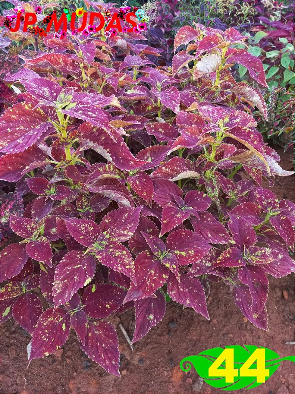 Coleus 44