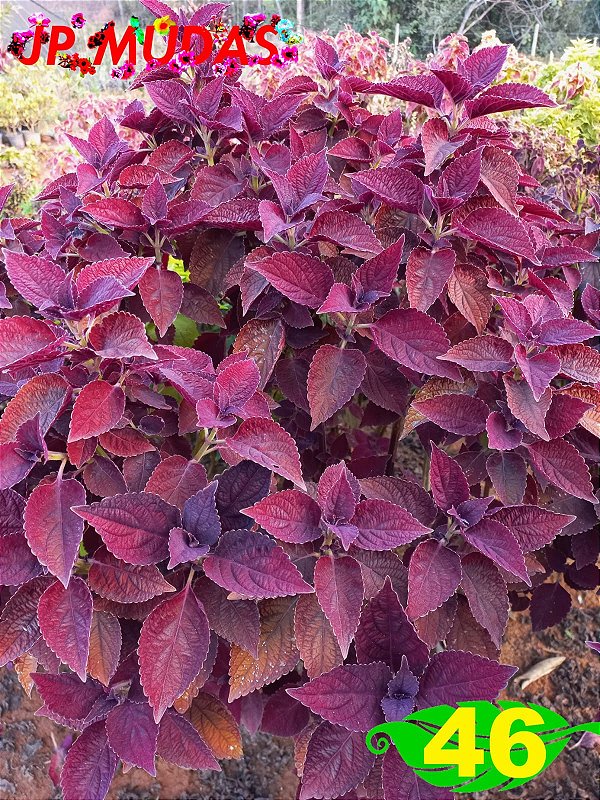 Coleus 46