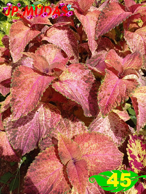 Coleus 45