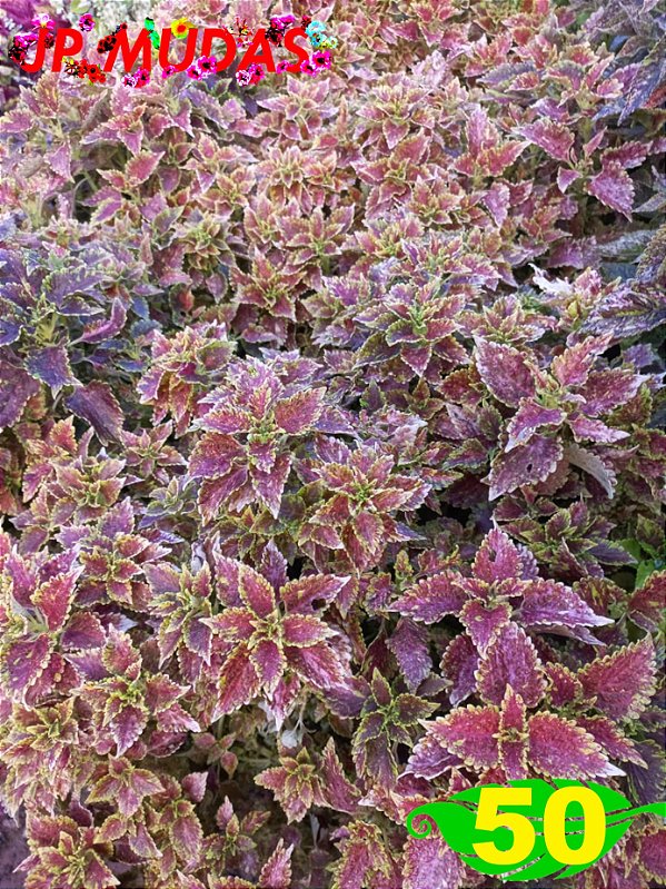 Coleus 50