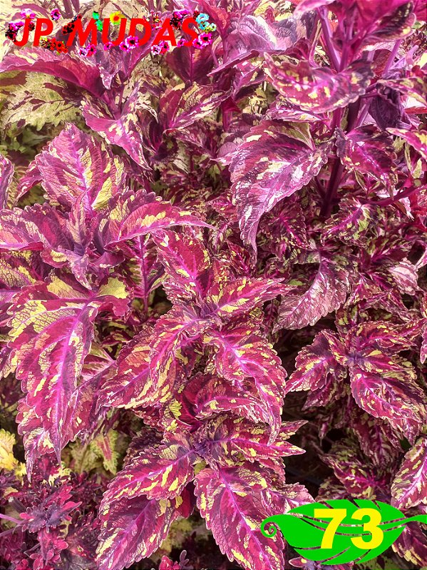 Coleus 73