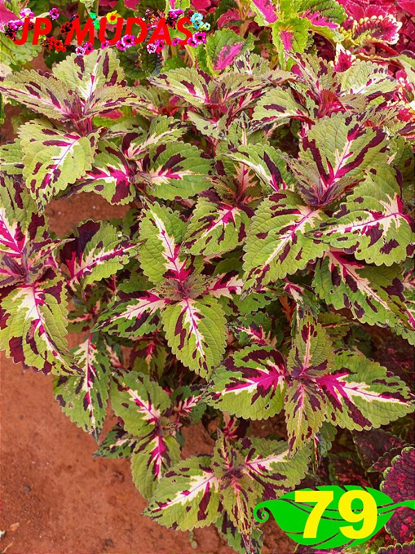 Coleus 79