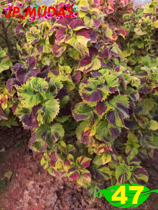 Coleus 47