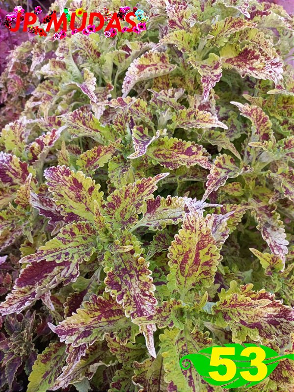 Coleus 53