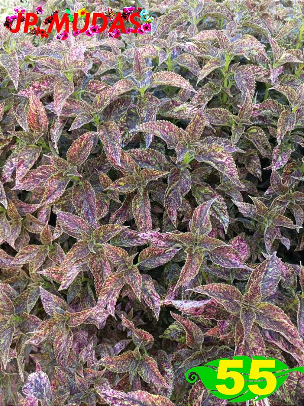 Coleus 55
