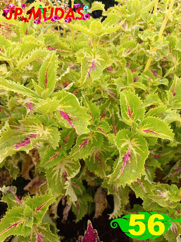 Coleus 56