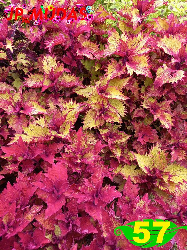 Coleus 57