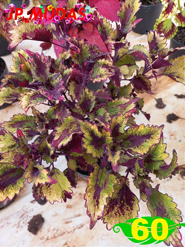 Coleus 60