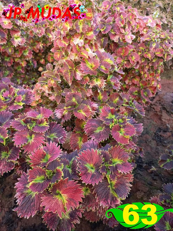 Coleus 63