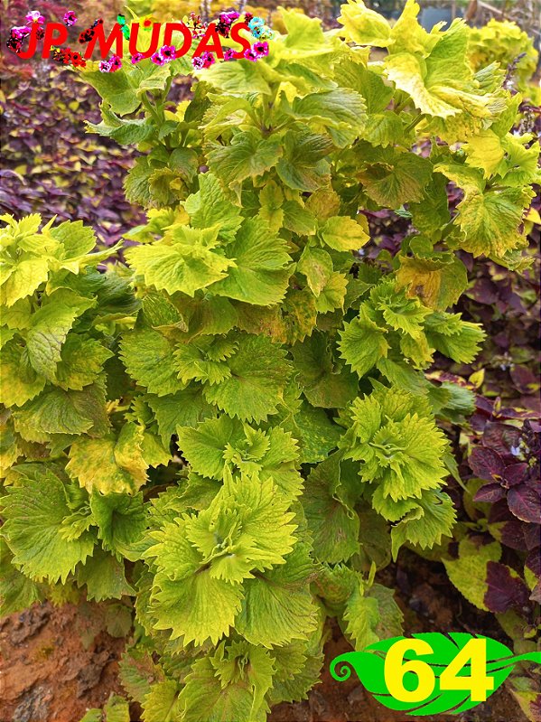 Coleus 64